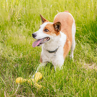 Why the Right Dog Toy Matters: A Guide for Pet Owners