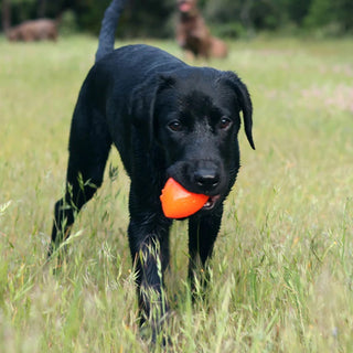 Fall Fetch for Autumn Adventures