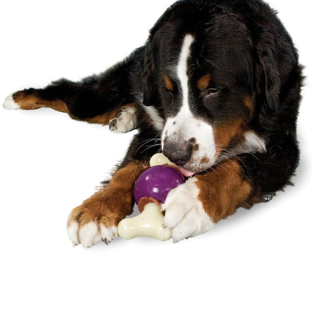 PetSafe Busy Buddy Jack Dog Toy — Tri County Feed Service